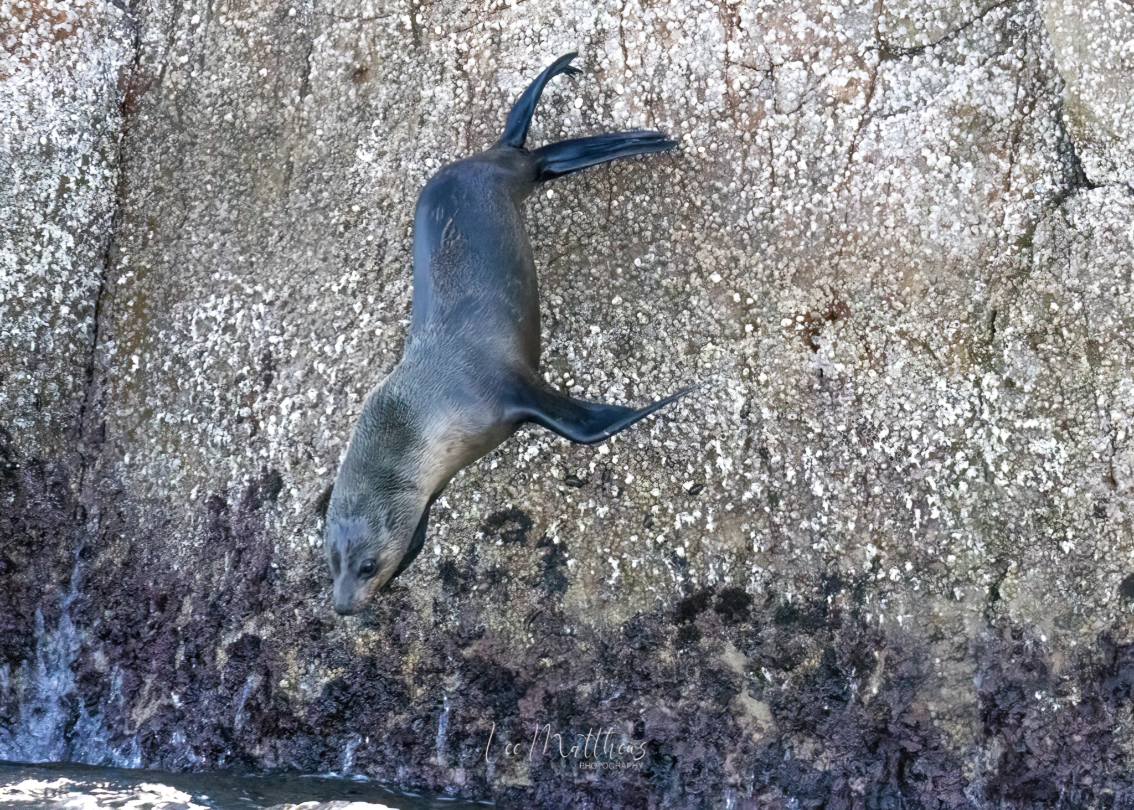 a close up of a seal with its mouth open