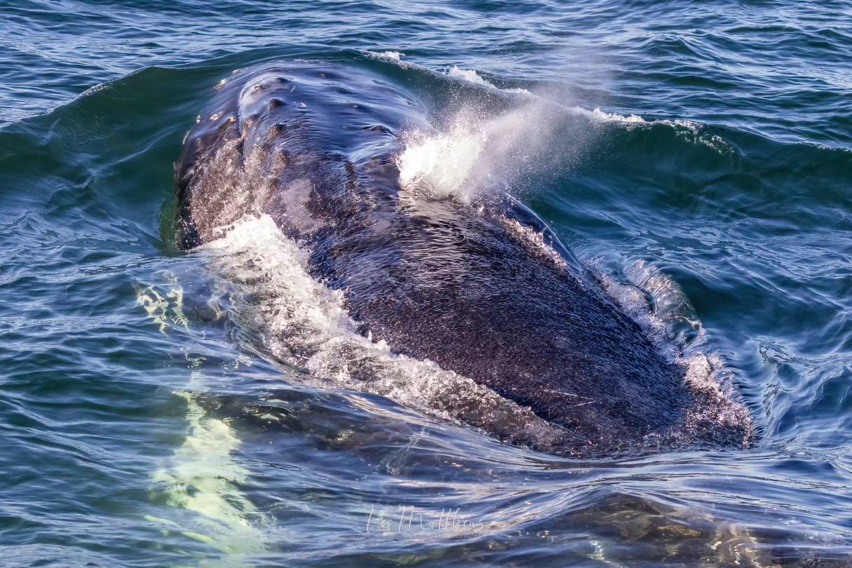 Whale Watching Moonshadow TQC Cruises Port Stephens