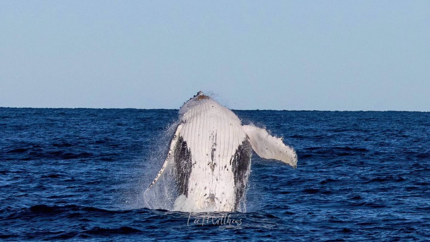 a whale jumping out of the water
