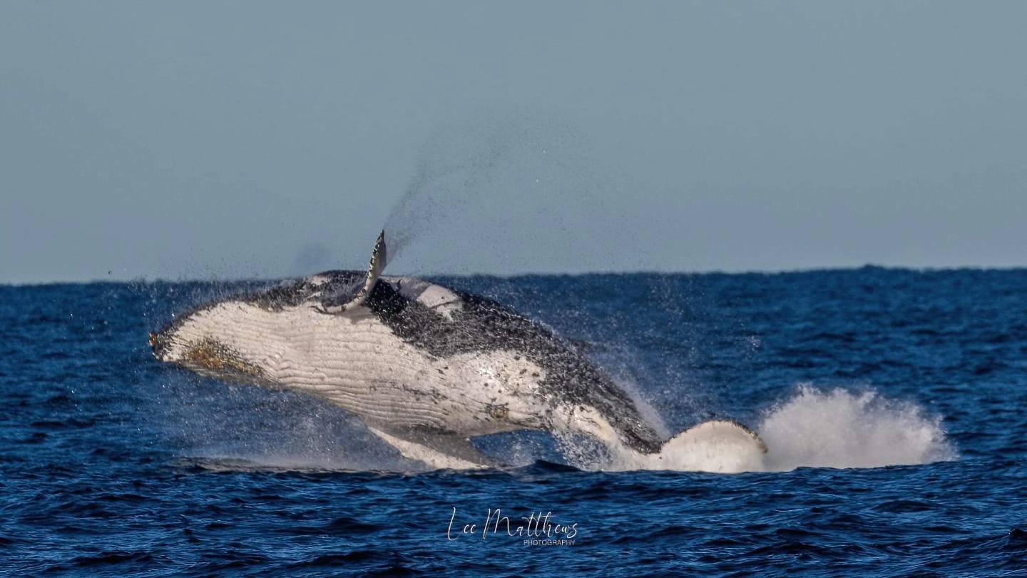 a whale jumping out of the water