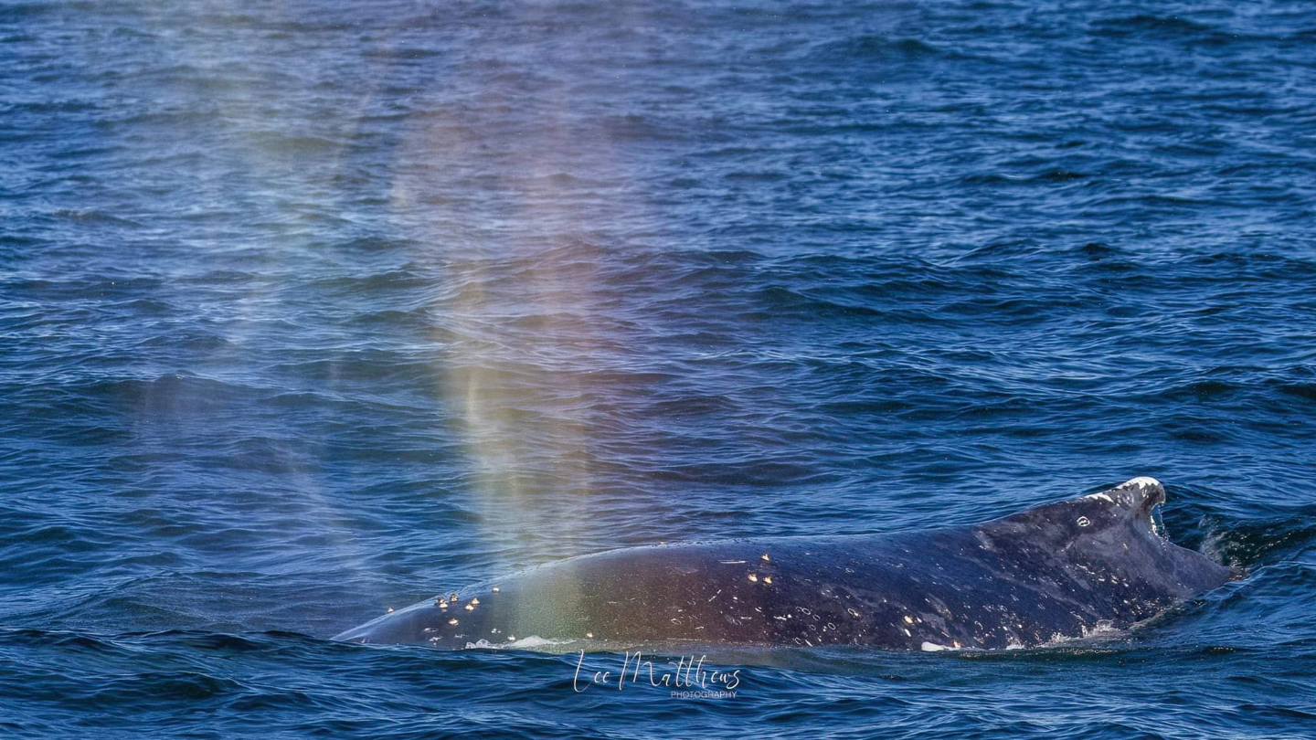 a whale jumping out of the water