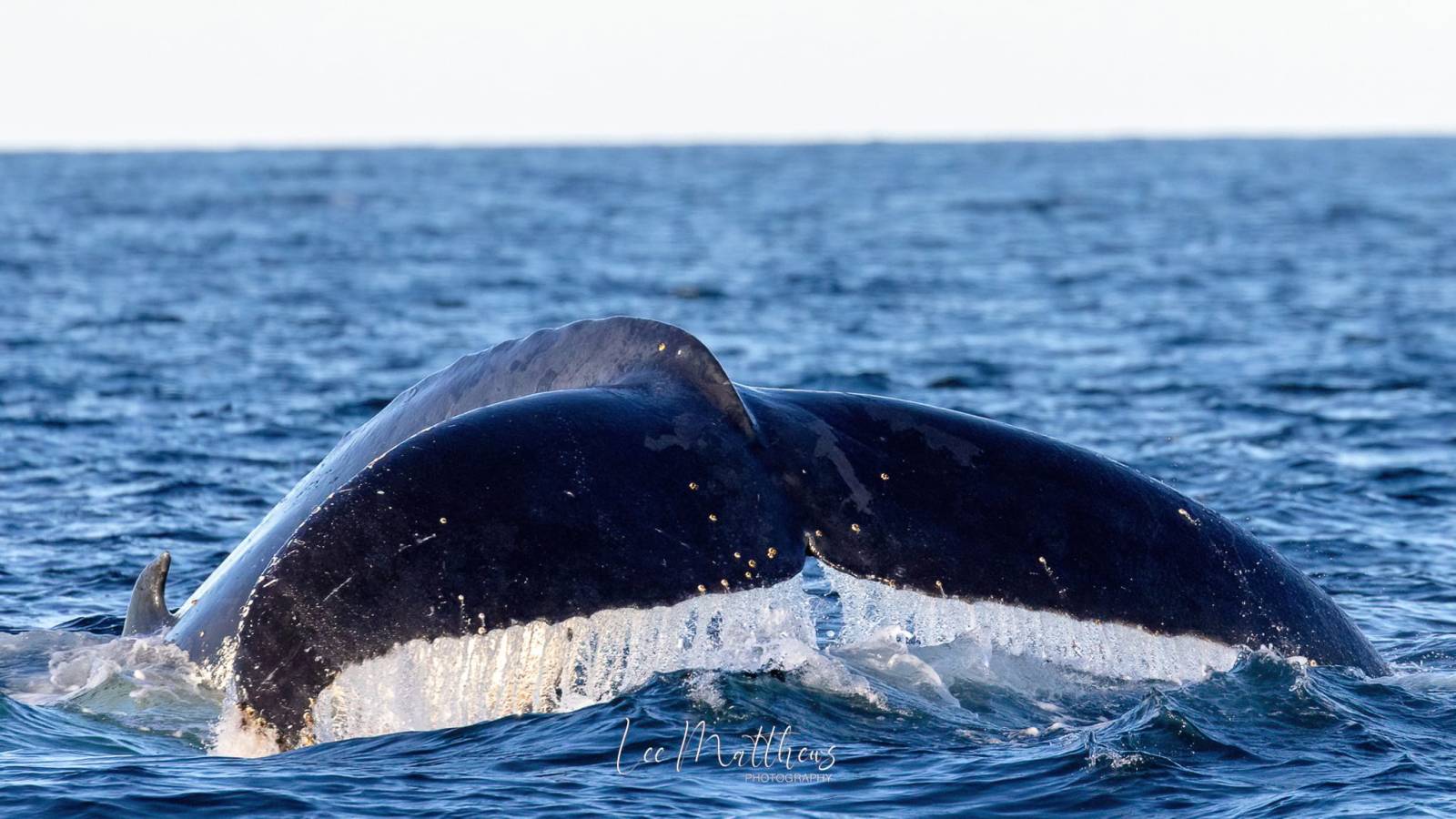 Whale Watching Moonshadow TQC Cruises Port Stephens