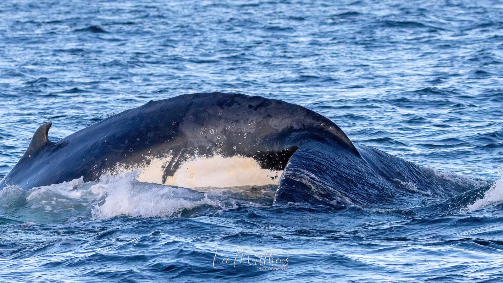 a whale jumping out of the water