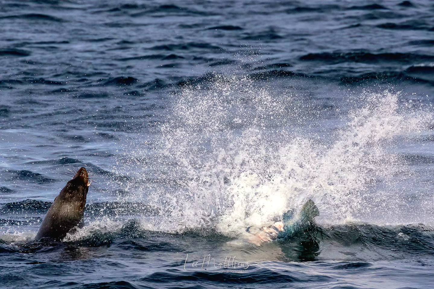 a dog swimming in a body of water