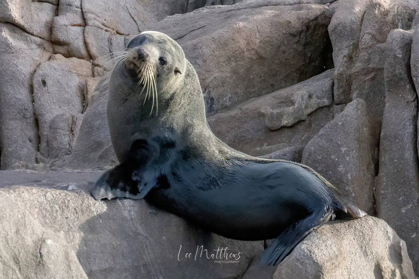 a seal on a rock