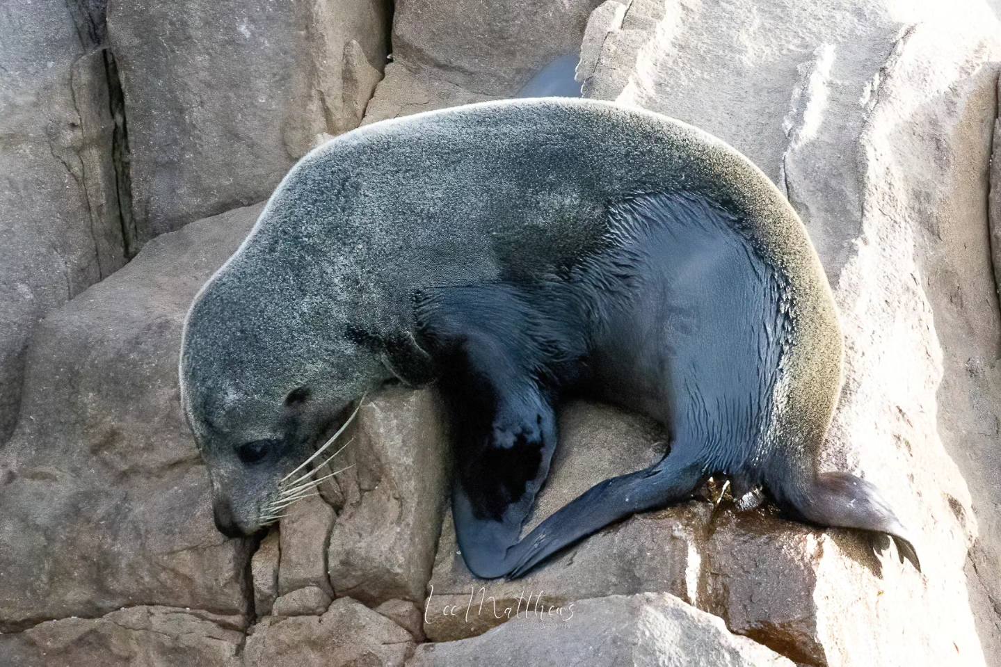 a seal on a rock