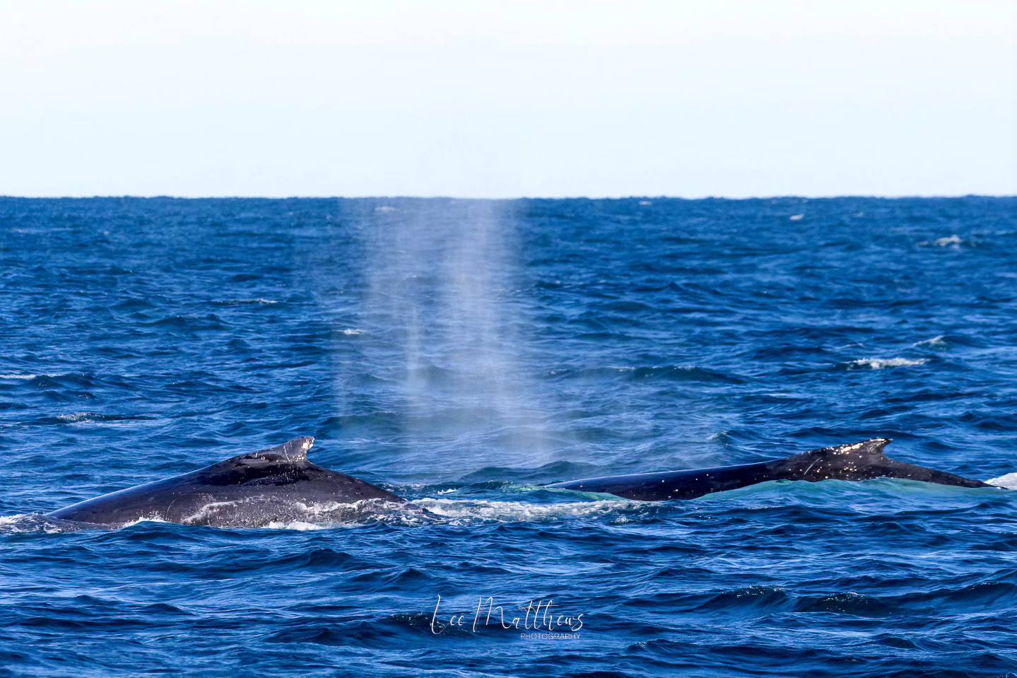 a whale swimming under water