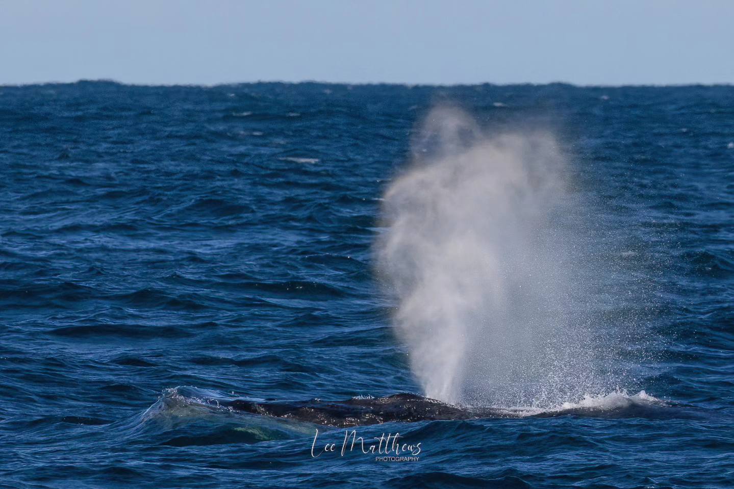 a whale jumping out of the water