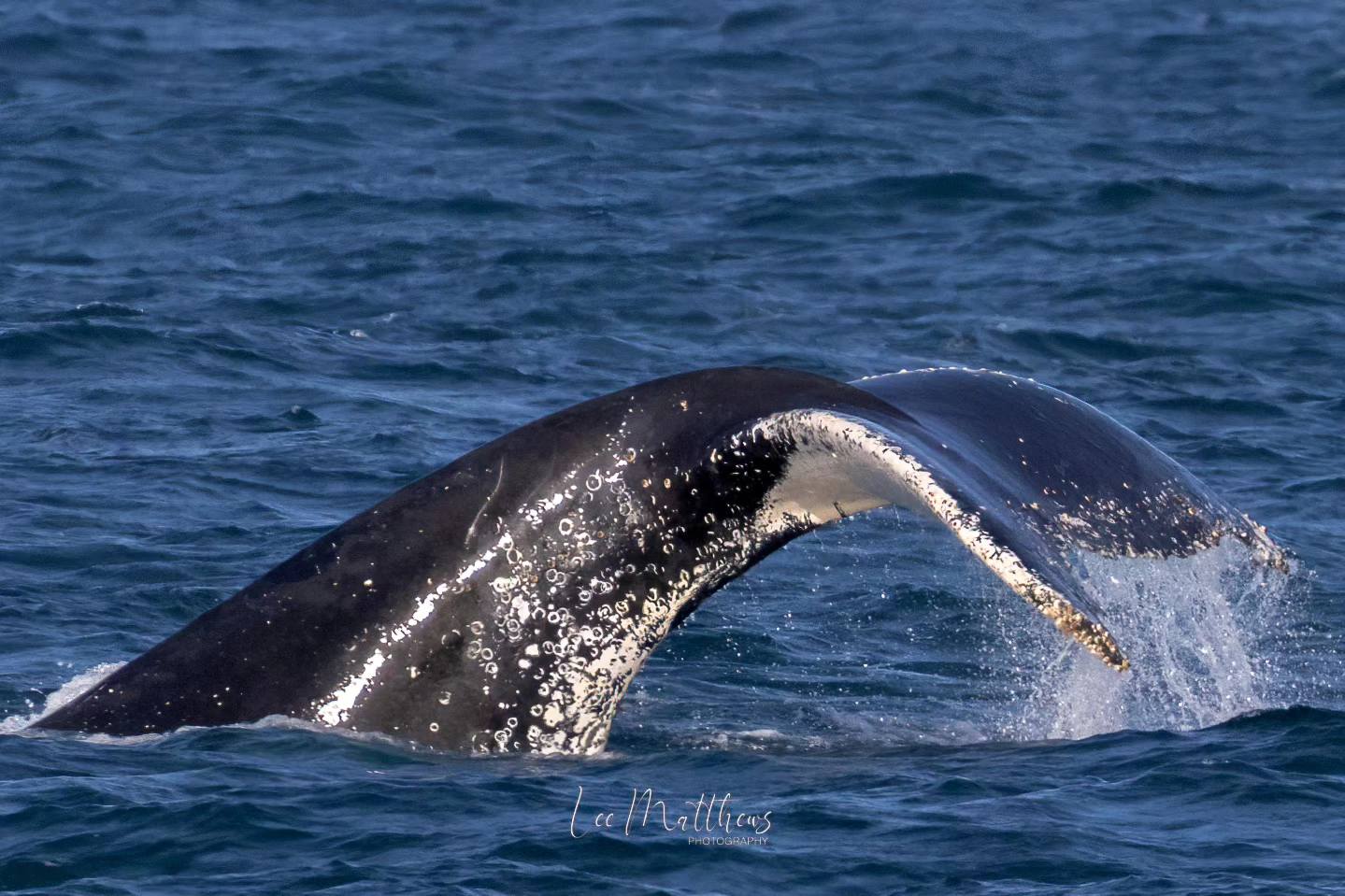 a whale jumping out of the water