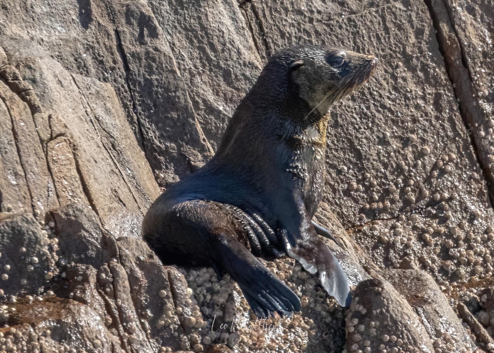 a bird sitting on a rock