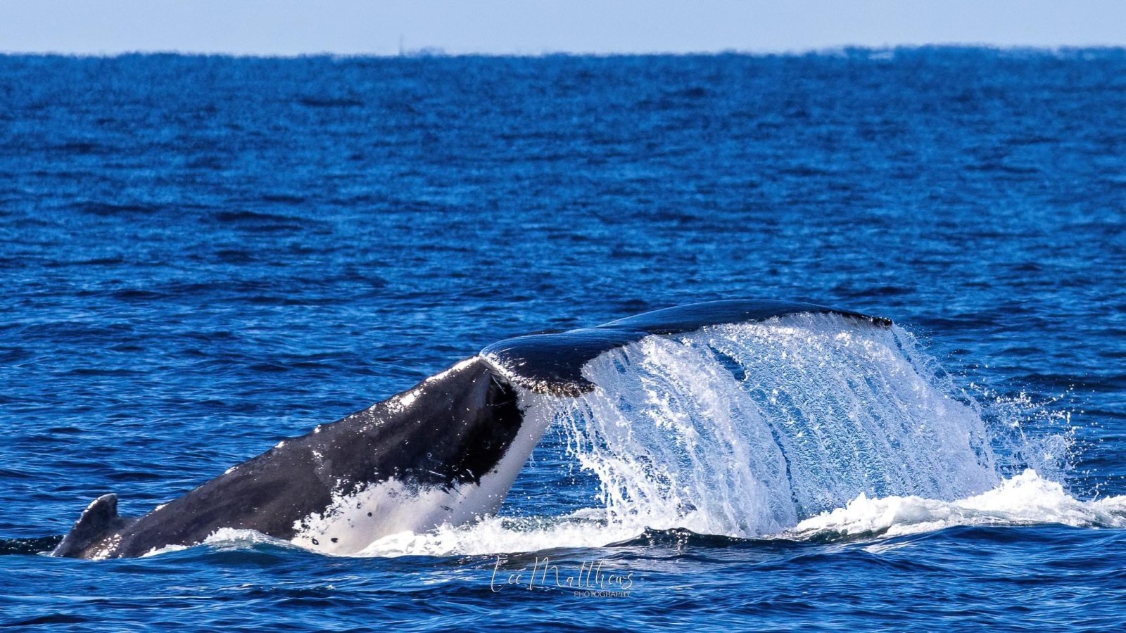 a whale jumping out of the water