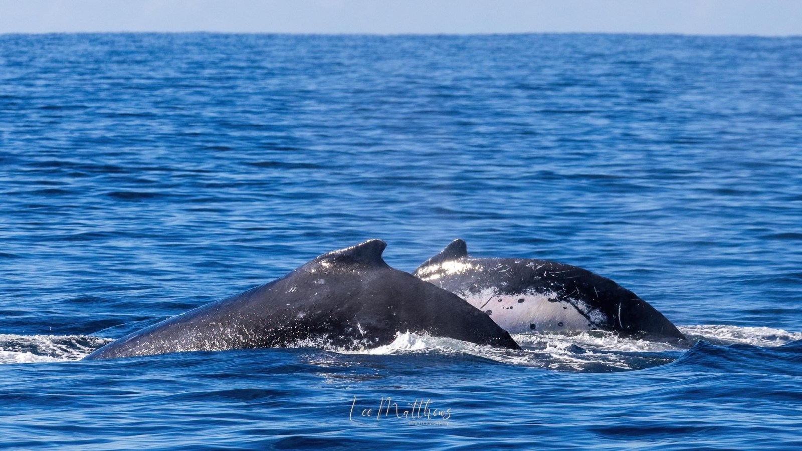 a whale swimming under water