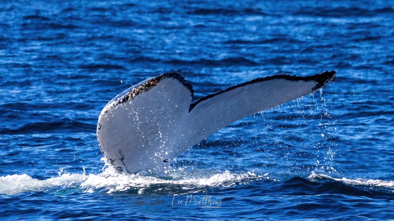 a whale jumping out of the water