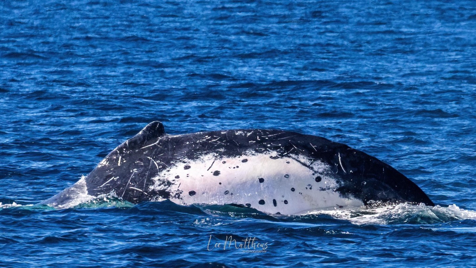 a whale swimming under water