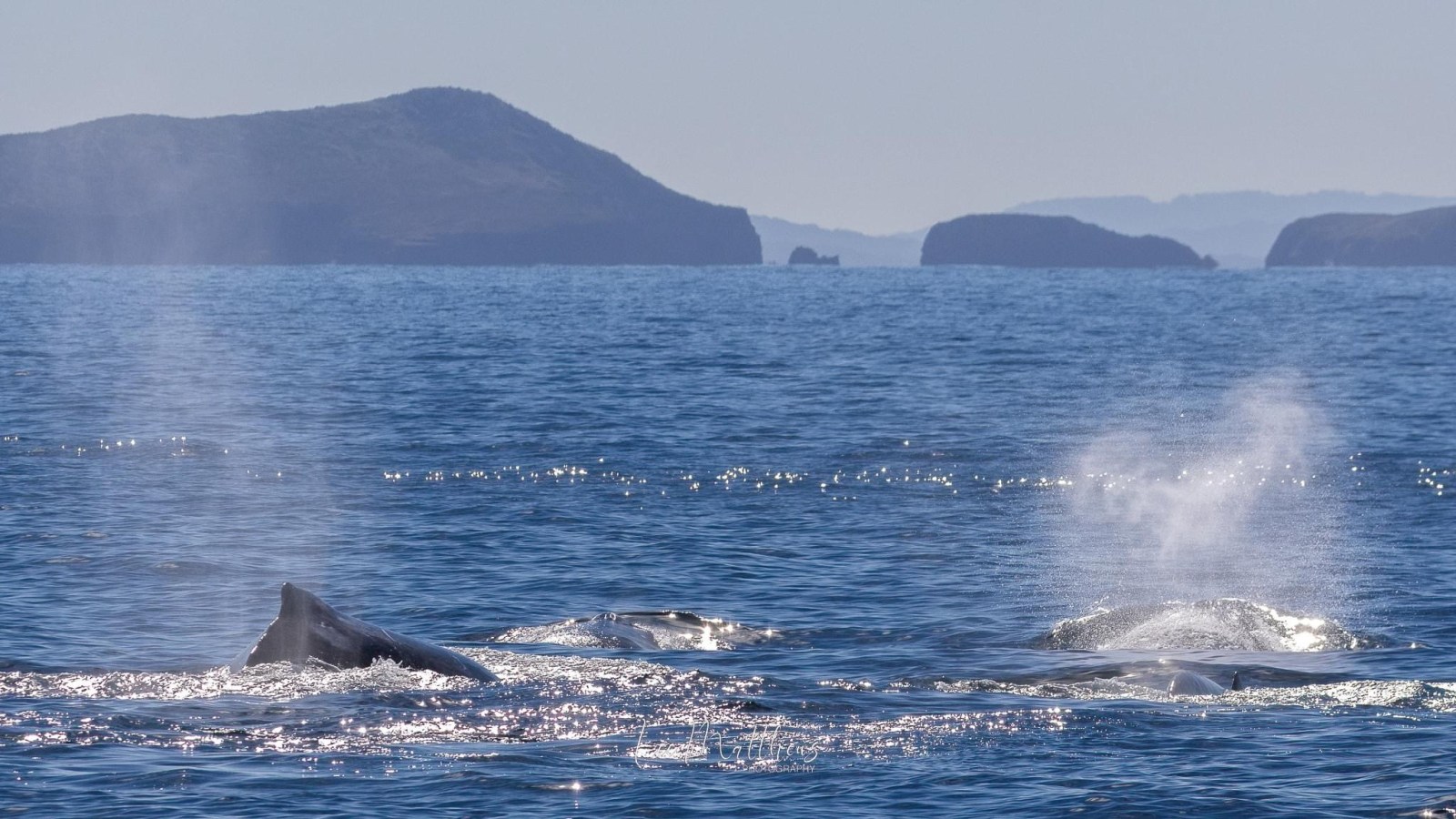 a whale jumping out of the water