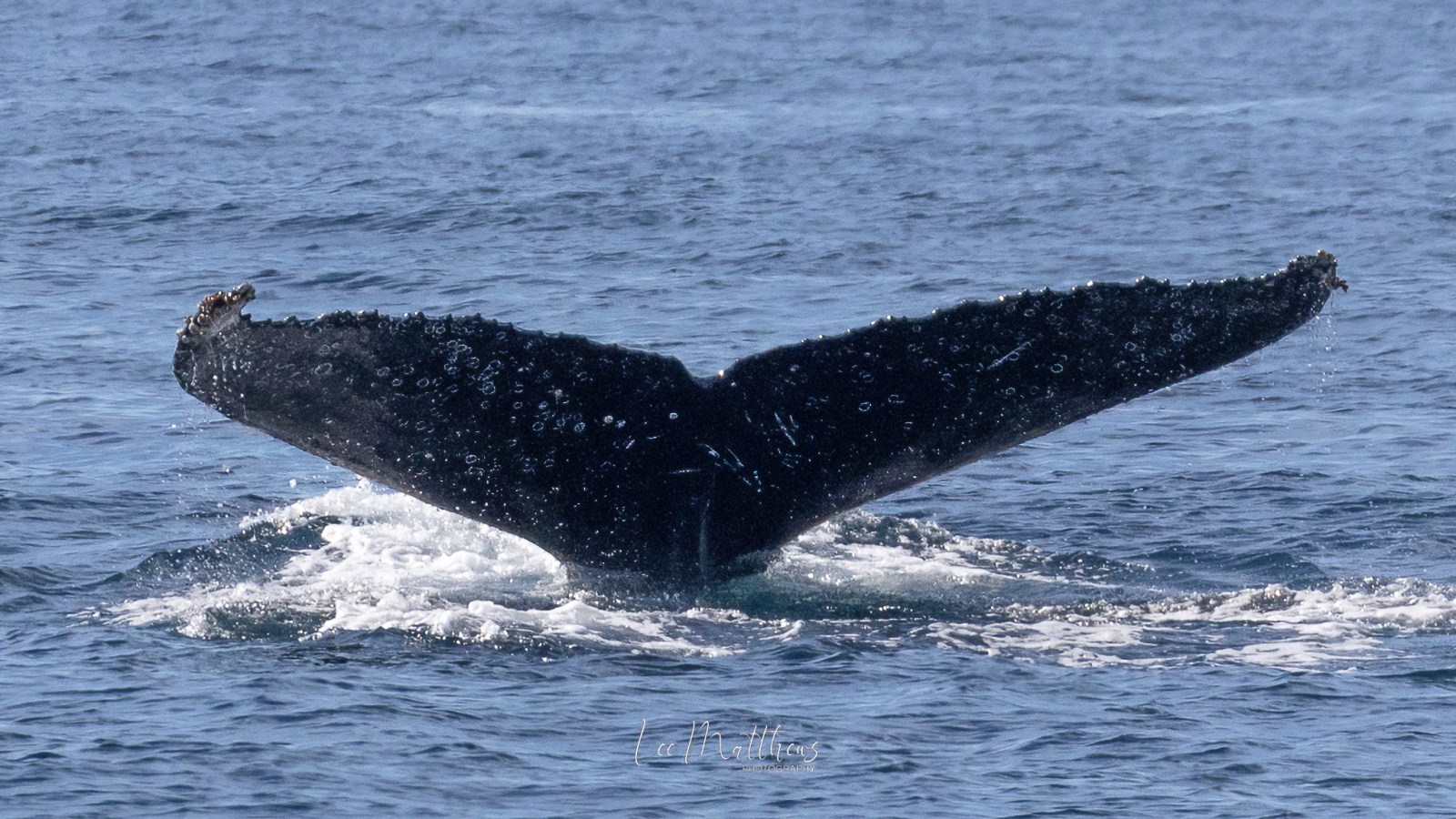 MOONSHADOW TQC CRUISES WHALE WATCHING PORT STEPHENS