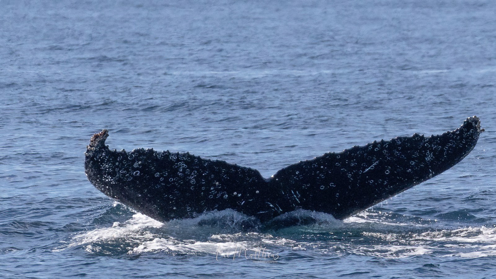 a whale jumping out of the water