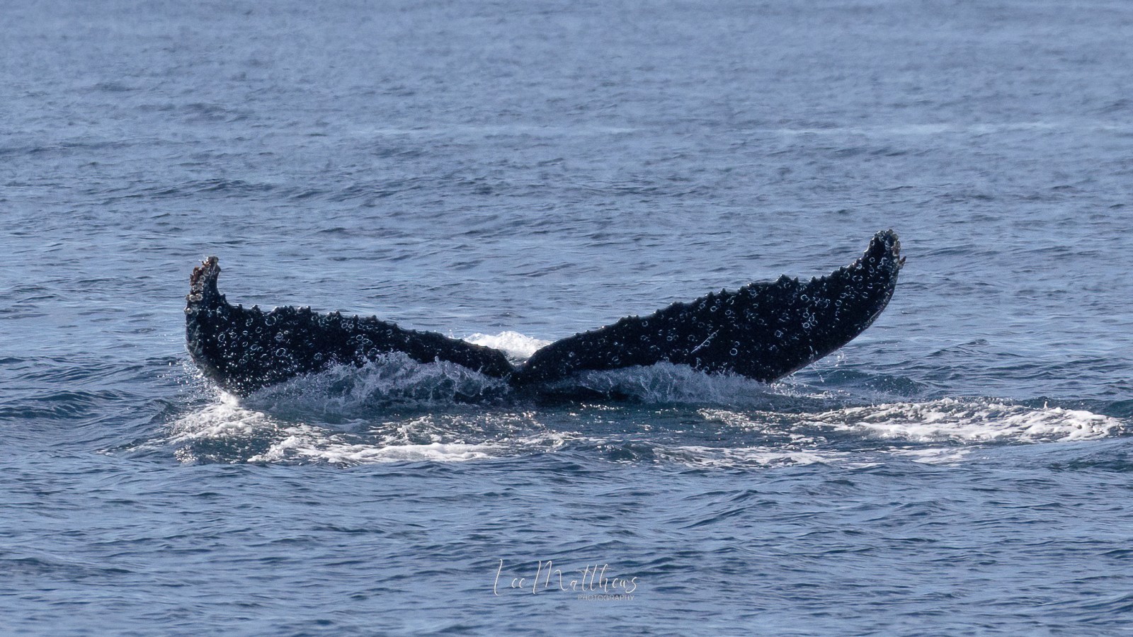 a whale jumping out of the water