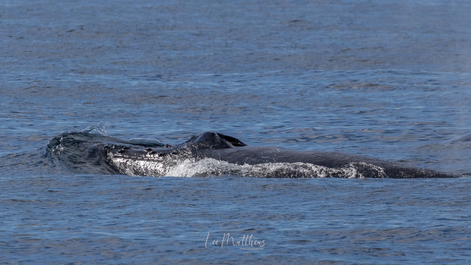a whale swimming in the water