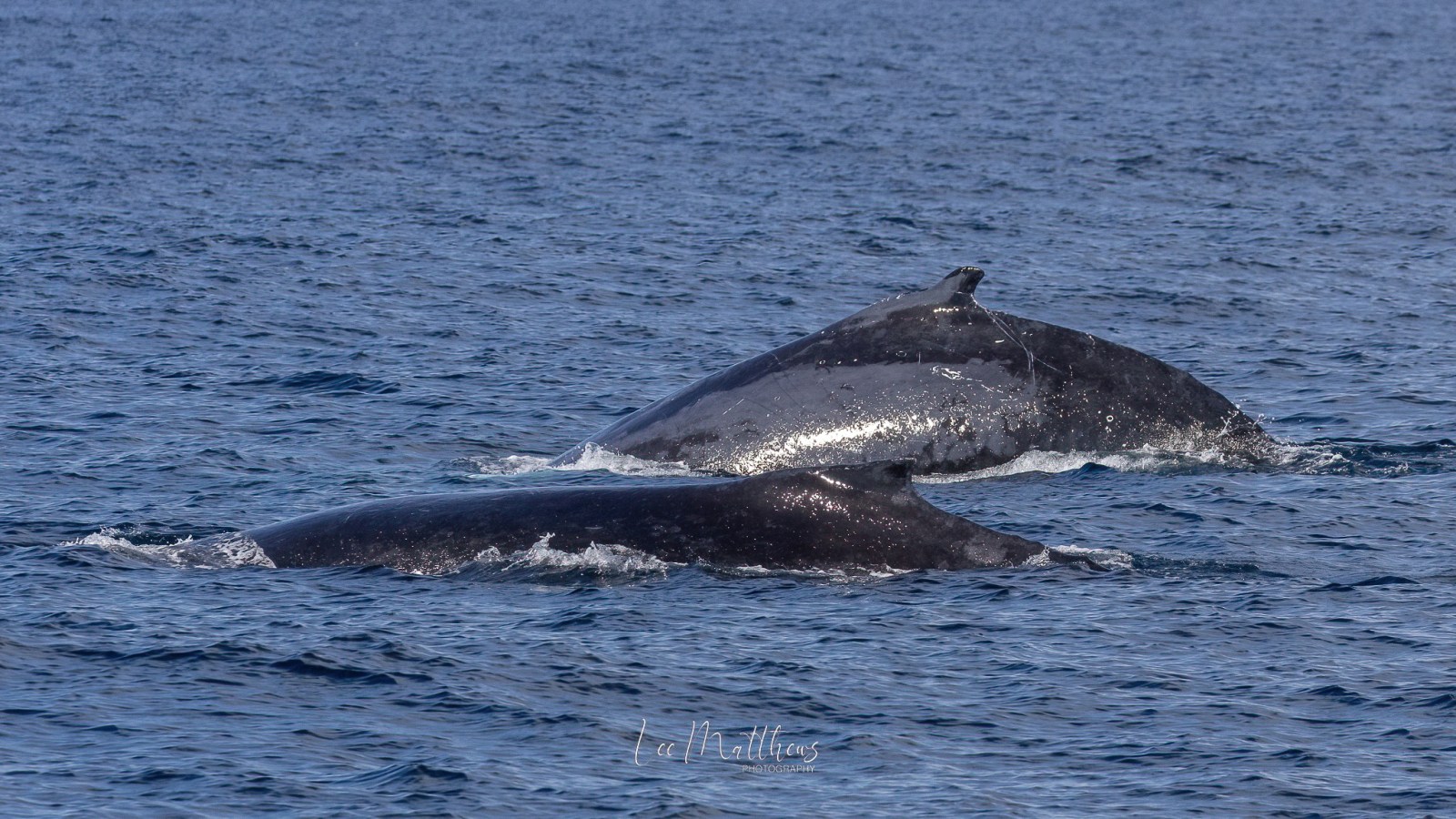 a whale jumping out of the water