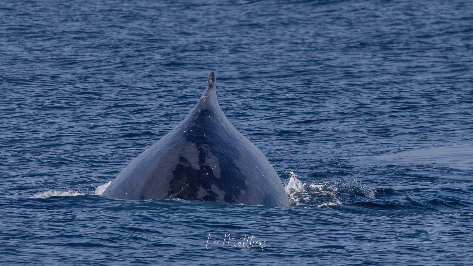 a whale jumping out of the water