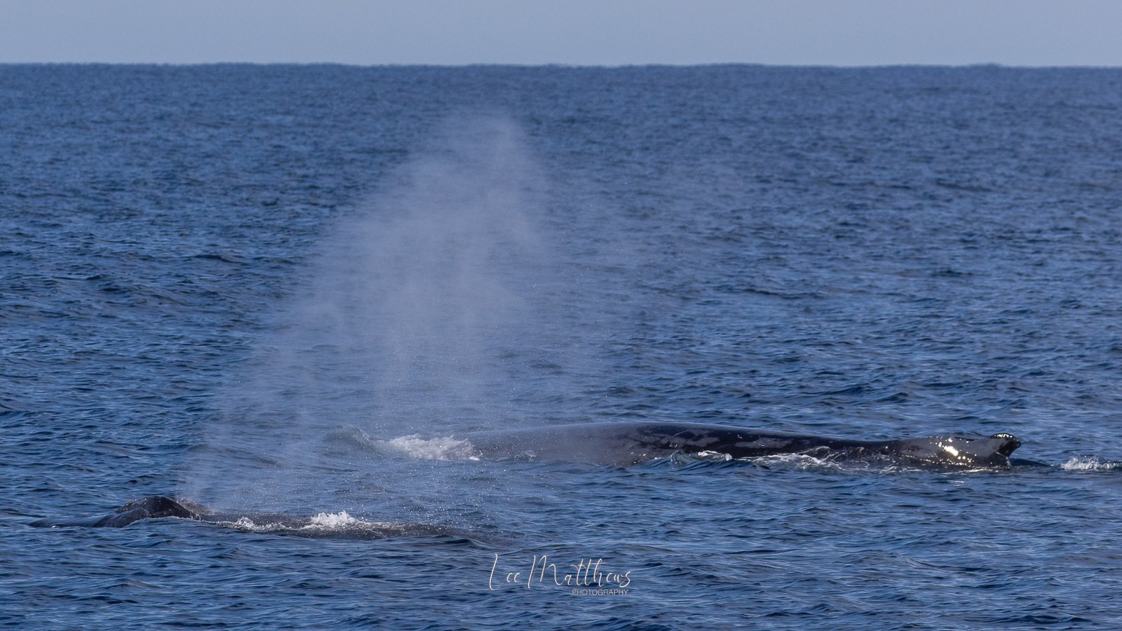 a whale jumping out of the water