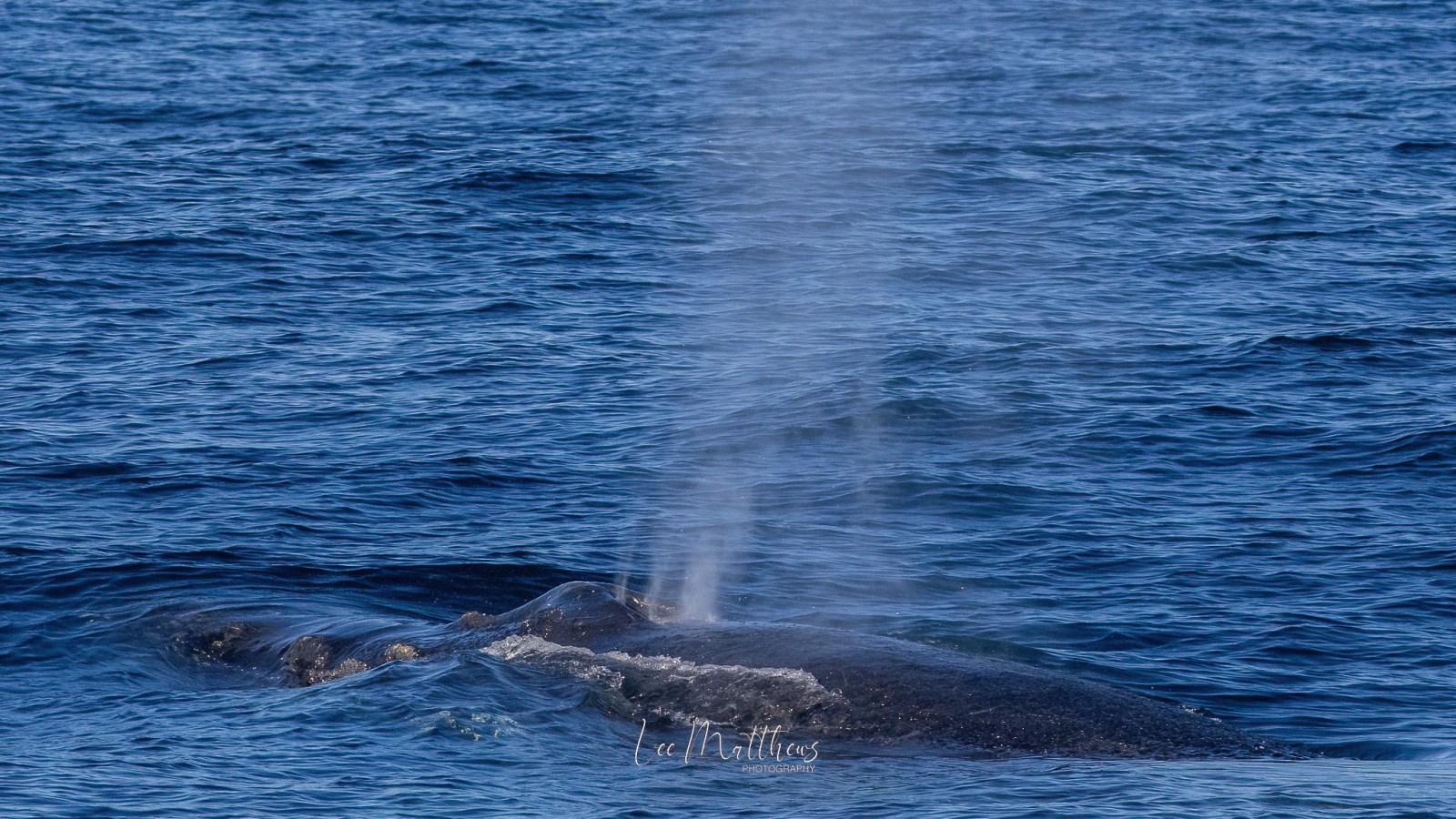 a whale jumping out of the water