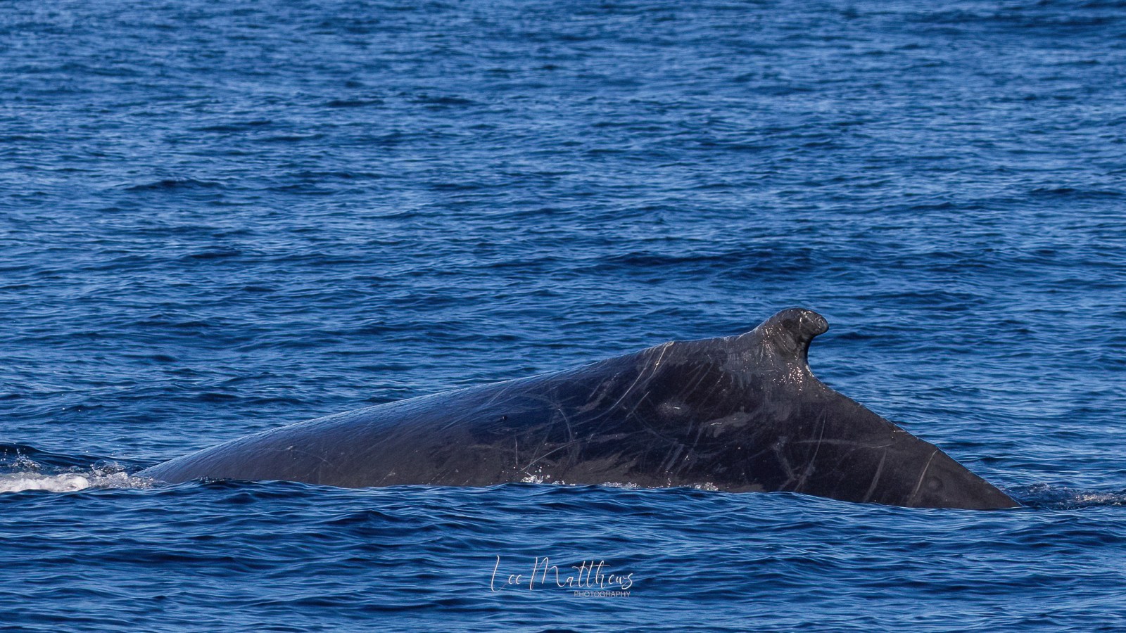 a whale swimming under water