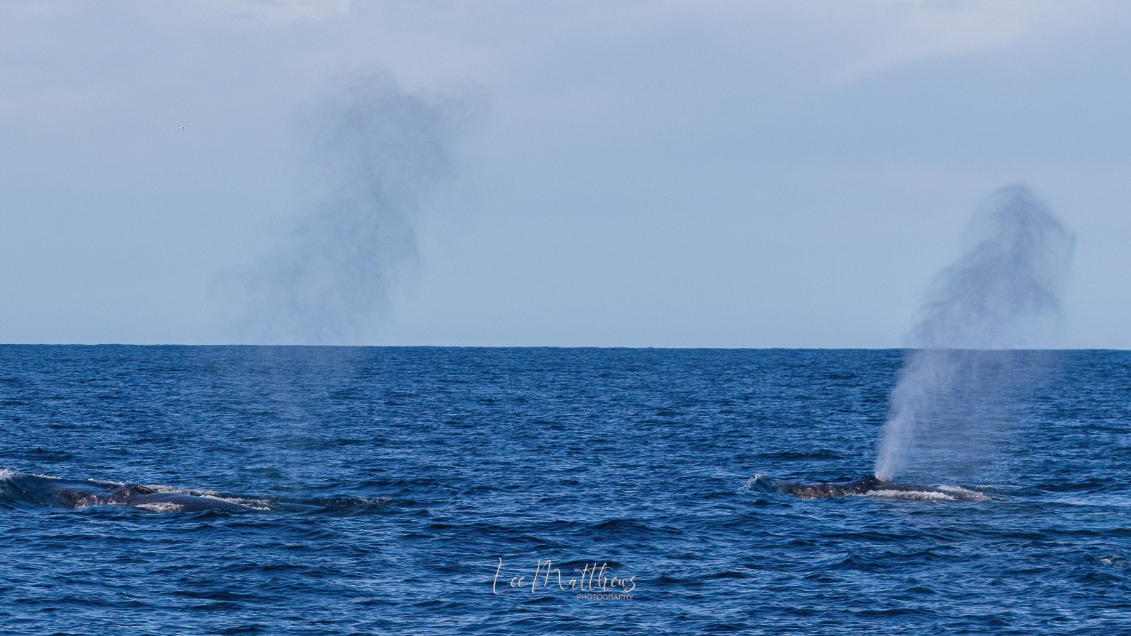 a whale jumping out of the water