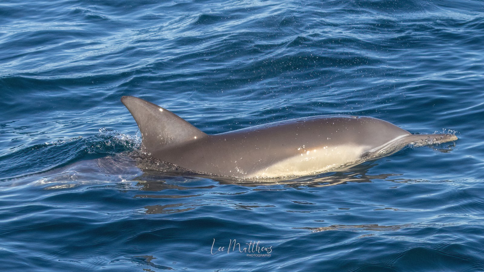 an animal swimming in the water