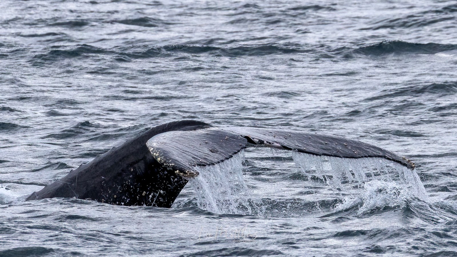 a whale jumping out of the water