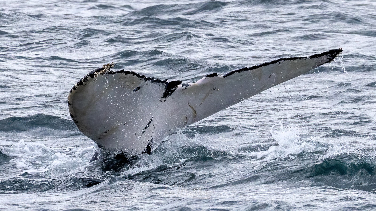 a whale jumping out of the water