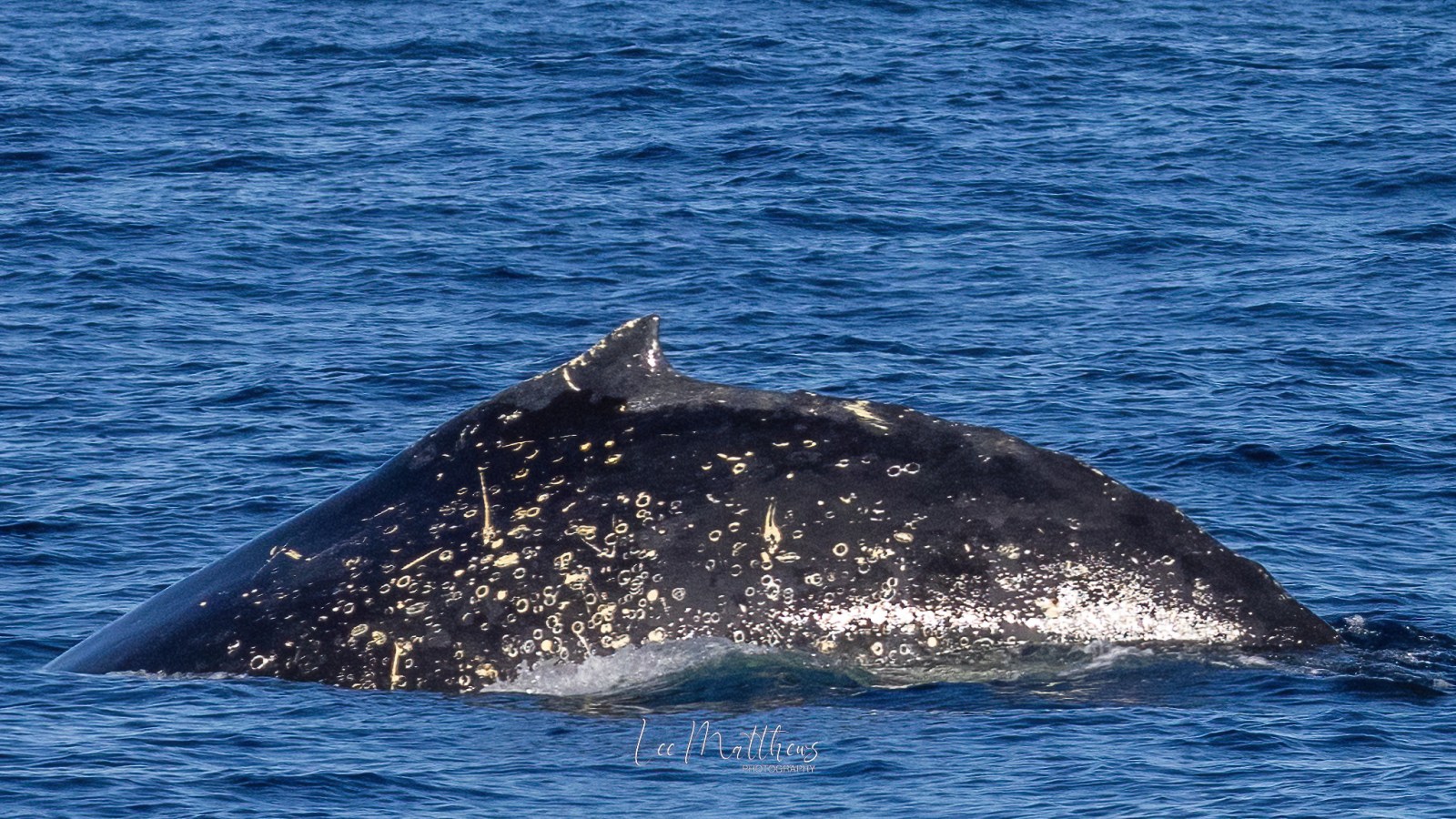 a whale jumping out of the water