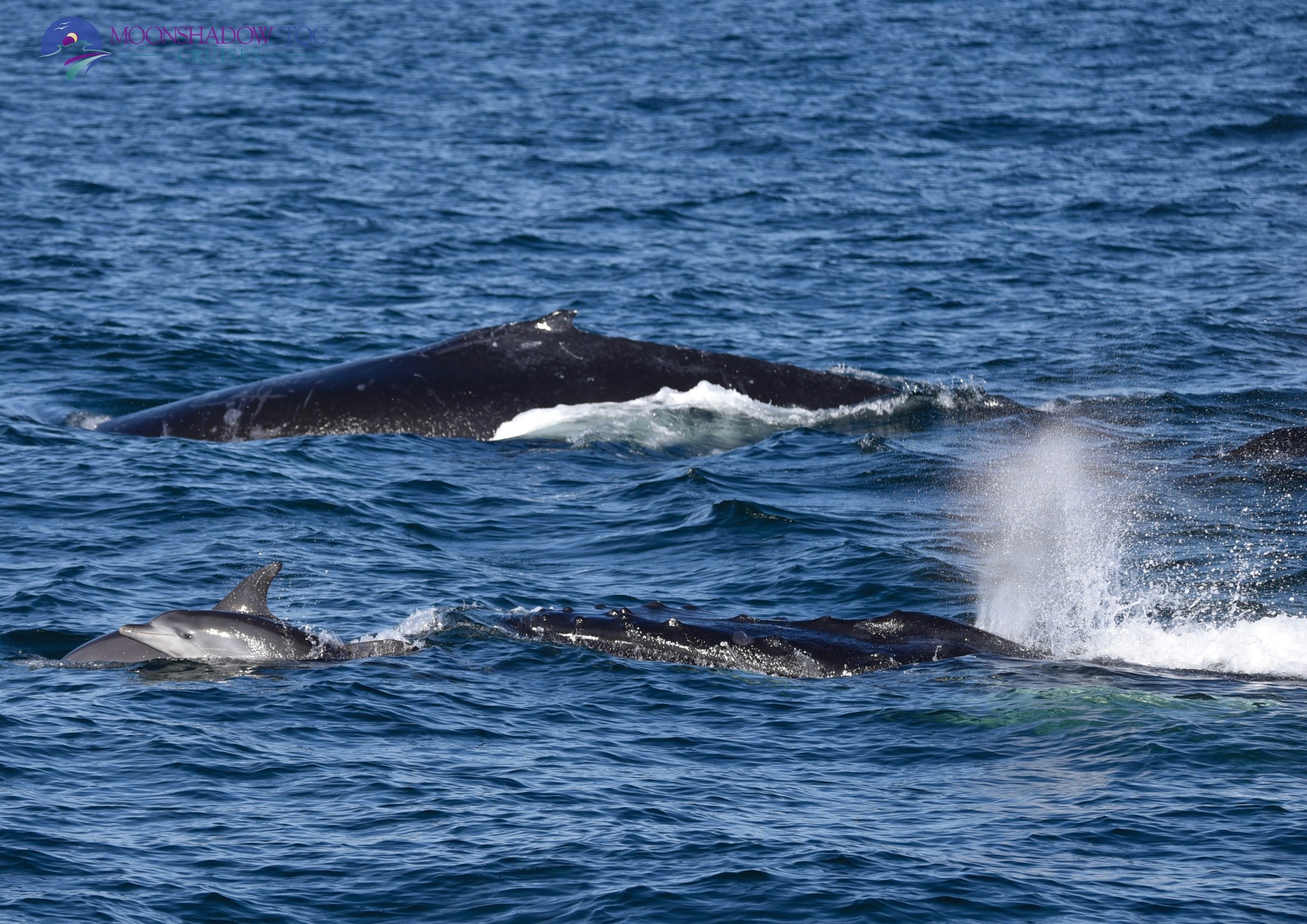 MOONSHADOW TQC WHALE WATCH PORT STEPHENS 170524 a whale jumping out of the water