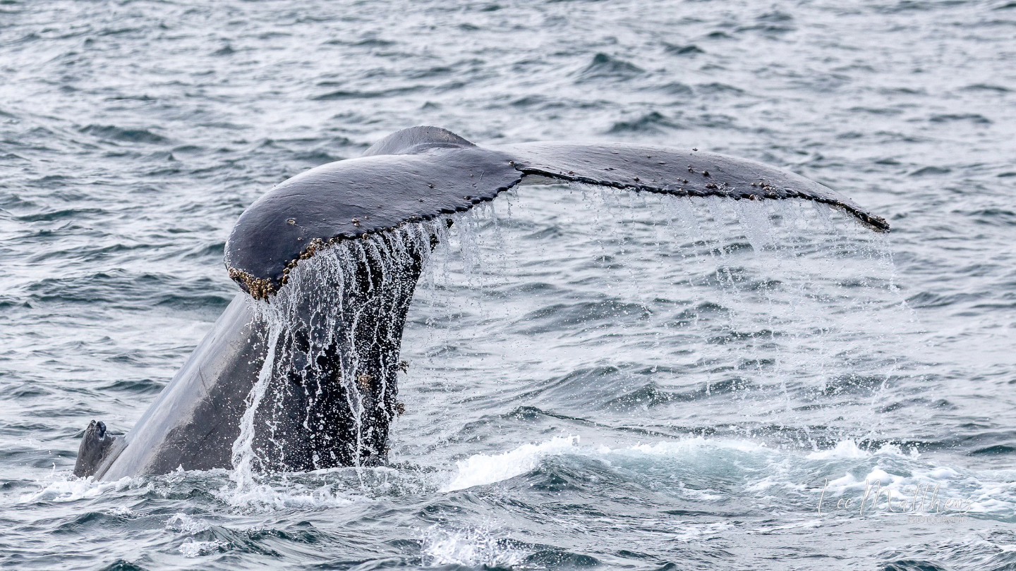 a whale jumping out of the water