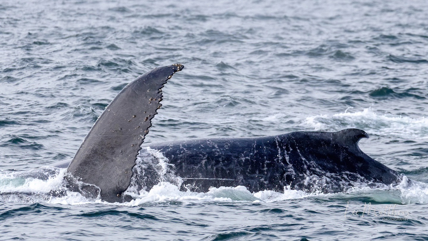 a whale jumping out of the water
