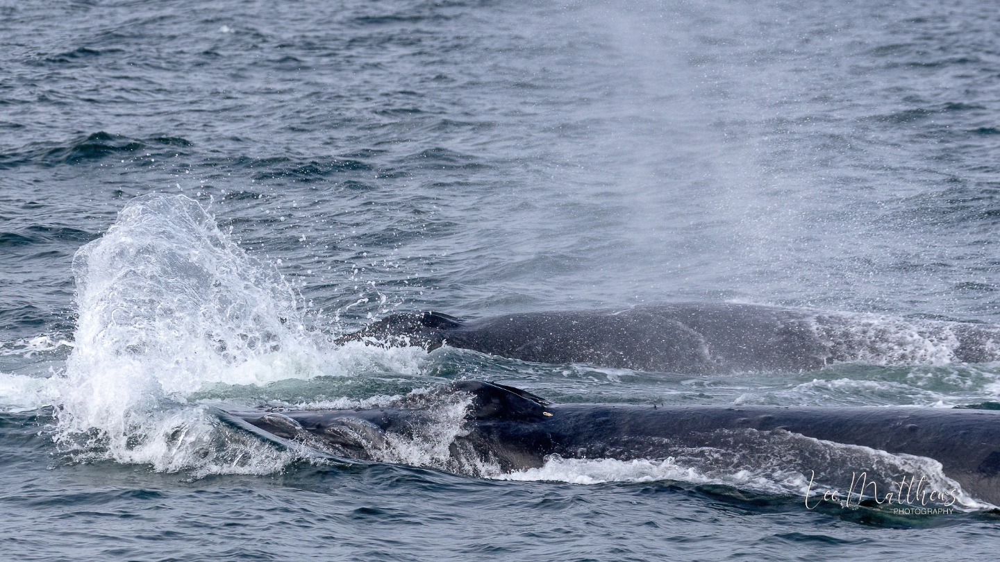 a whale jumping out of the water