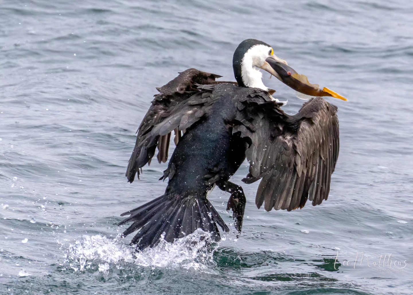a bird standing next to a body of water