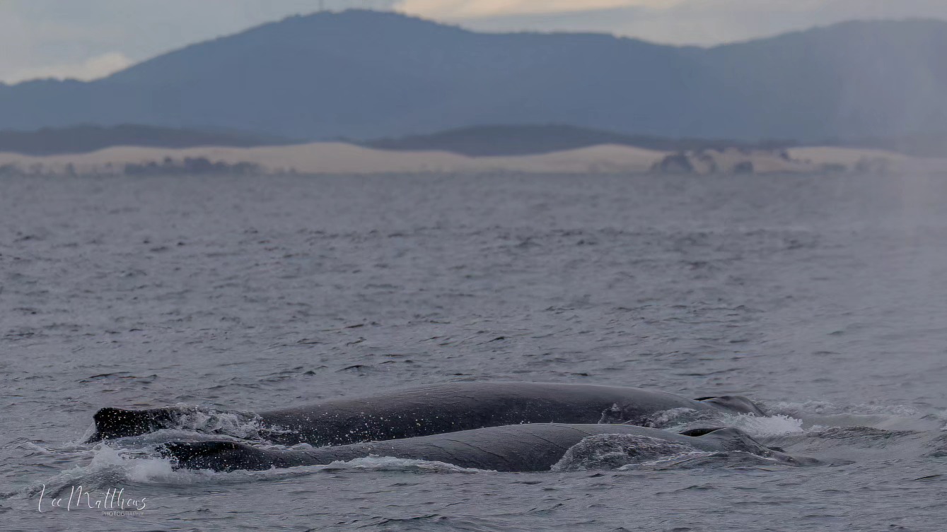 a whale jumping out of the water