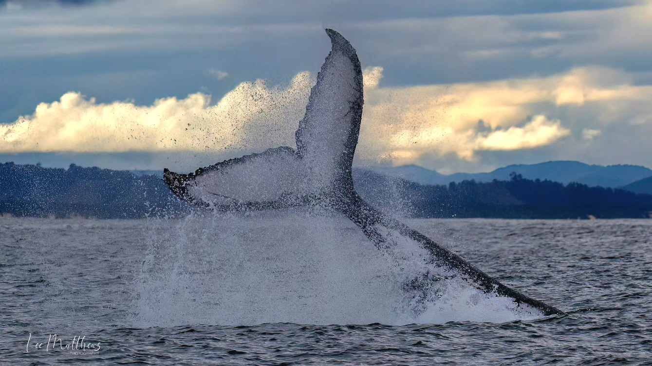 a person flying through the air while riding a wave in the ocean