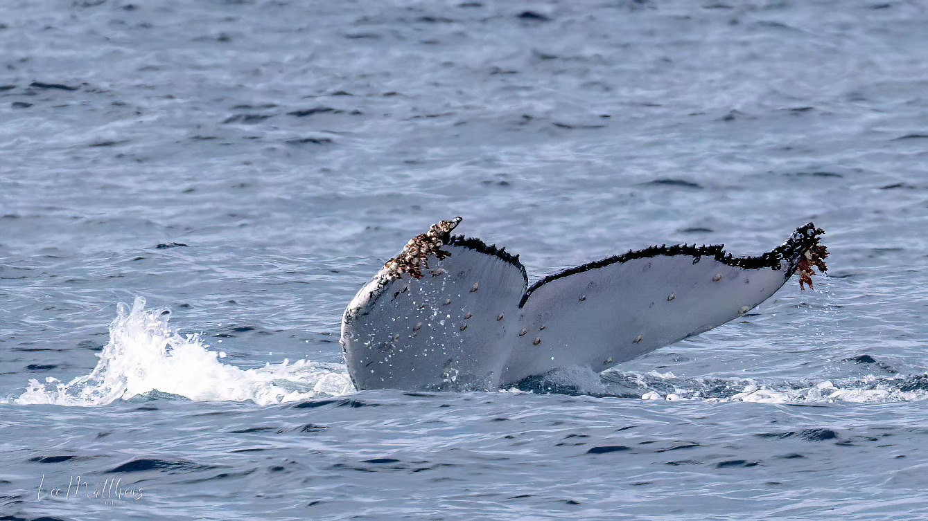 a bird sitting on top of a wave in the ocean