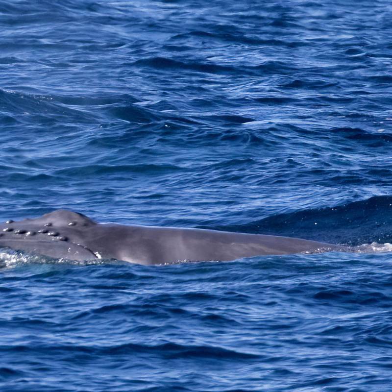 a whale swimming under water