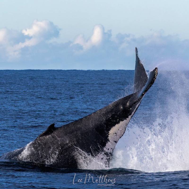 a whale jumping out of the water
