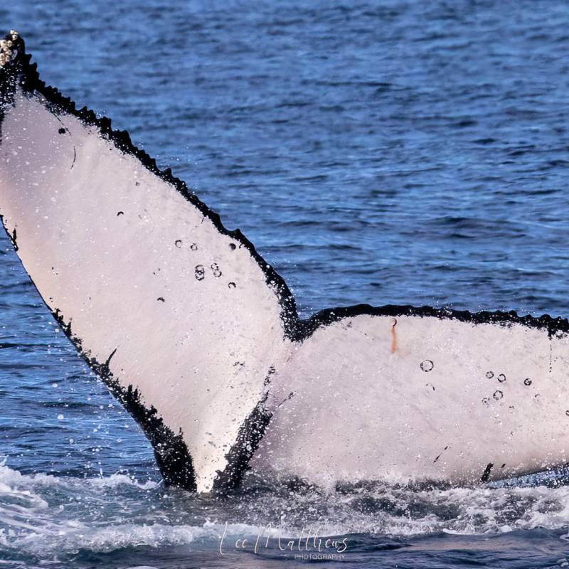 a whale jumping out of the water