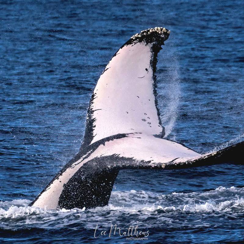 a bird flying over a body of water