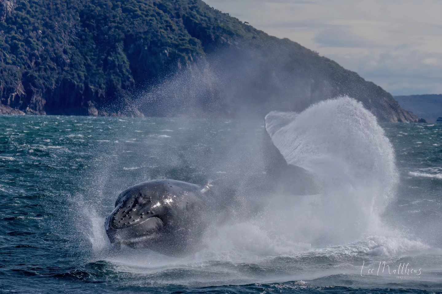 Whale Watching Moonshadow TQC Cruises Port Stephens