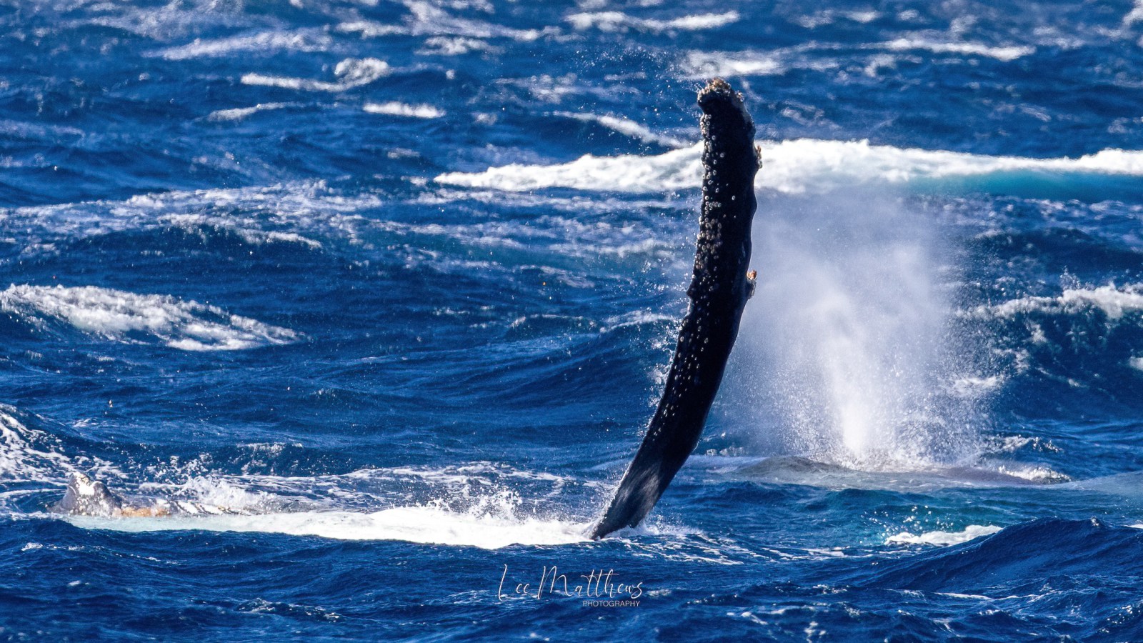 a whale jumping out of the water