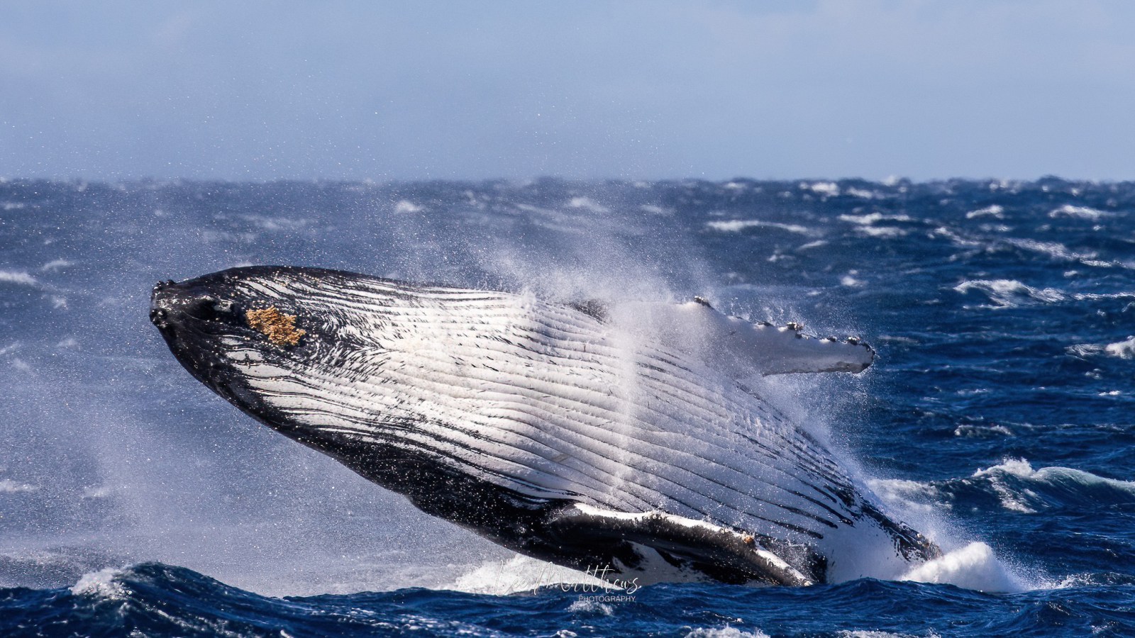 a whale jumping out of the water