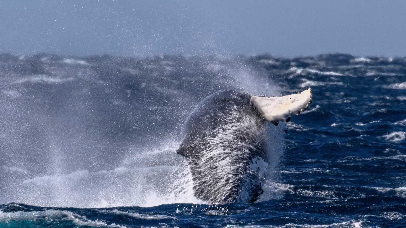 a whale jumping out of the water