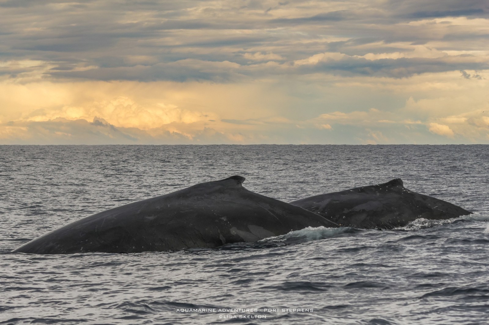 a whale jumping out of the water